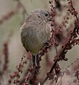 Female, Cajas National Park, Ecuador