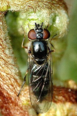 Самка Platycheirus clypeatus