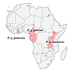 Range includes Angola; Cameroon; Central African Republic; Congo; Democratic Republic of the Congo; Côte d'Ivoire; Equatorial Guinea; Gabon; Ghana; Kenya; Liberia; Nigeria; Tanzania; Uganda.