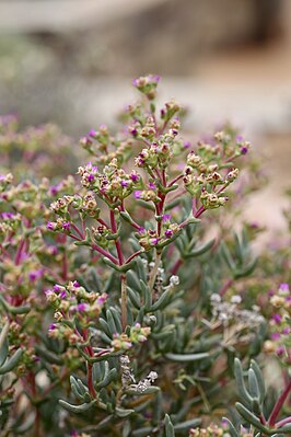 Ruschia brevibracteata