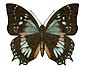 Charaxes xiphares