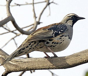 알락메추리비빠귀 (Cinclosoma punctatum)