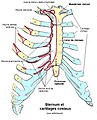 Sternum et cartilages costaux.