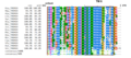 TMEM19 Strict Orthologs (Vertebrates) Multiple Sequence Alignment. Sequences were aligned using ClustalO[9], transmembrane regions and exons were boxed. Consensus of amino acids are shown at 100% and 90%. Amino acids are colored based on their physicochemical properties.