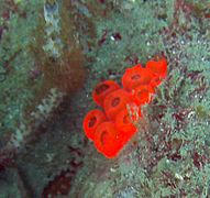 Coral around Isla Aguja