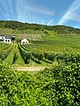 Vineyard near Cochem