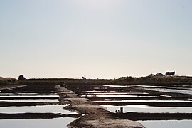 Cueillette vespérale de la fleur de sel.