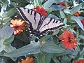 Western tiger swallowtail (Papilio rutulus) tribe Papilionini