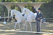 Japanese horses trained in freedom.