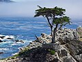 The Lone Cypress, Pebble Beach