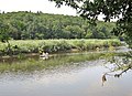 Kayakistes sur la Laïta à hauteur du bois de Coatroual en Guidel ; en face la forêt de Carnoët.