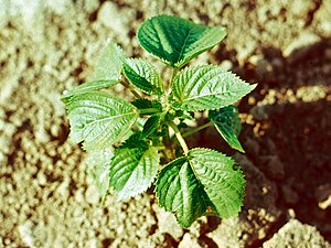 Acalypha virginica