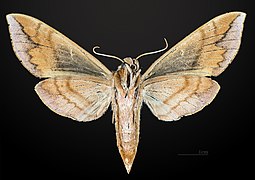 Female underside