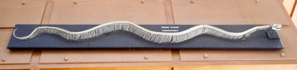 Skeleton of an anaconda