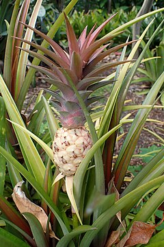 Description de l'image Ananas lucidus kz1.JPG.