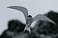 Antarctic tern in flight, seen from below.