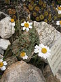 Anthemis cretica subsp. carpatica