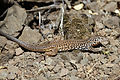 Western whiptail lizard