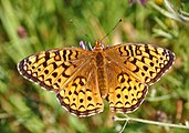 Adult, dorsal view.