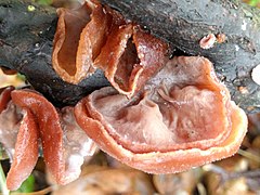 Auricularia auricula-judae, "orelha-de-judas" formas diversas