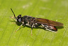 Hermetia illucens