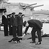Churchill and a ship's cat