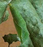 A green pupa