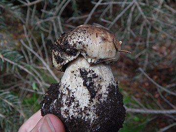 Boletus edulis