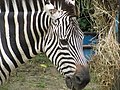 Zebra feeding on hay