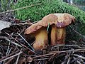 Buchwaldoboletus lignicola