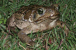 Велетенська ропуха ага (Bufo marinus)