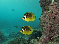 Un couple de poissons-papillons raton-laveur (Chaetodon lunula)