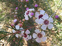 Chamelaucium uncinatum