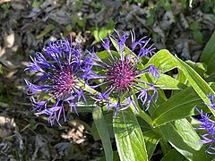 Centaurea cyanus L. ― Centaurée bluet.