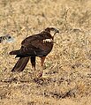 Western marsh harrier with prey, India