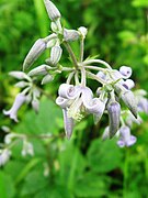 花弁状の萼片が反り返る。