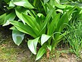 Листя Colchicum bornmuelleri