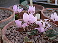 Cyclamen mirabile