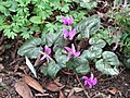 Cyclamen pseudibericum