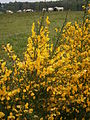 Cytisus scoparius