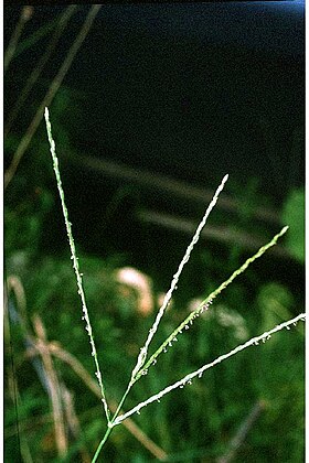 Digitaria sanguinalis