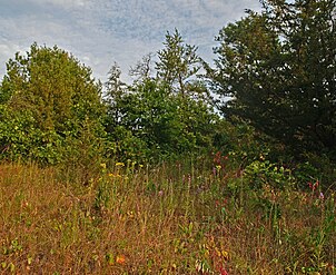 Jack pine barrens found in the northwest portion of the site