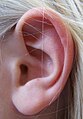Left human ear
