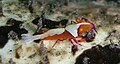 Emperor shrimp at Lembeh Sulawesi, 2008