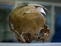 Los de Engis son los primeros fósiles de hombres arcaicos (H. neanderthalensis) encontrados, 30 años antes que Darwin publicase El origen de las especies. Este, en concreto, perteneció a un niño de 2-3 años a su muerte. En la foto se muestra el cráneo aunque los restos también incluyen parte del maxilar y algunos dientes. La foto es de los restos originales.