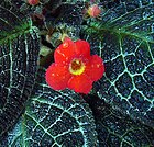 Episcia cupreata flower