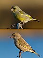 Carduelis chloris (ženke)