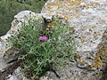 Centaurea corymbosa