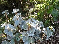 Begonia venosa