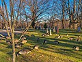 Canada geese grazing in the grass at Mount Feake Cemetery.